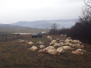 ATAC SANGEROS LA O STANA DIN BISTRITA-NASAUD. TREI URSI AU SFARTECAT 30 DE OI Realitatea Rurala