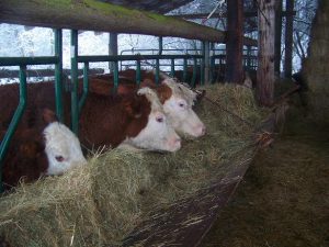 NORME LEGALE SI RECOMANDARI PRIVIND PROTECTIA SI ADAPOSTIREA ANIMALELOR IN SEZONUL RECE Stiri agricole