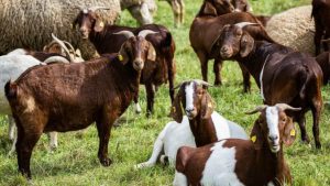 MEDICII VETERINARI VOR INCEPE TESTAREA PENTRU SCRAPIE - O BOALA DEGENERATIVA FATALA Viata la tara