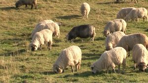 DE CE ESTE PIELEA DE OAIE DE LA BOTOSANI CEA MAI VALOROASA SI UNICA IN UE Legislatie