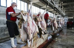 ROMANIA ISI REIA POZITIA DE MARE EXPORTATOR DE OI SI CARNE DE OAIE IN IRAN, CONFORM MADR Stiri agricole