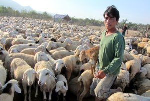 DIN CAUZA CRIZEI FORTEI DE MUNCA, CIOBANUL VIETNAMEZ INTRA IN BALADA MIORITA Agricultura europeană