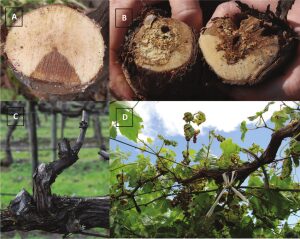 "ESCA" - UNA DINTRE CAUZELE PRINCIPALE ALE DISTRUGERII PLANTATIILOR VITICOLE EUROPENE Stiri agricole