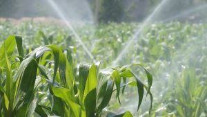 PRIN TEHNICA STANDARD DE IRIGAREA, PANA LA 60% DIN APA UTILIZATA SE EVAPORA Agricultura europeană