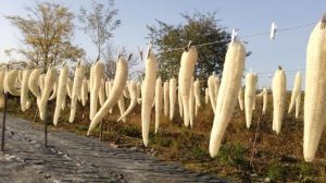 O AFACERE NUMAI BUNA DE... SPALAT PE SPATE - CULTIVAREA CASTRAVETELUI BURETOS Realitatea Rurala