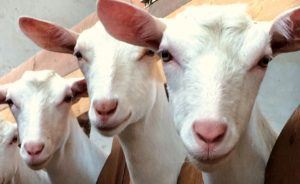LAMURIRI CU PRIVIRE LA EXPORTUL DE ANIMALE VII Stiri agricole