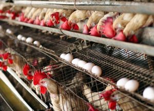 OUA, GAINI, CONSUMATORI - NE AVANTAJEAZA SAU NU JOCUL EUROPEAN AL CIFRELOR?! Stiri agricole