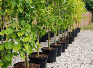 GINKGO BILOBA, MIRACOLUL NATURII IN CURTEA NOASTRA - MOD DE UTILIZARE, PLANTAREA (2) Stiri agricole