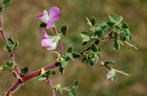 FARMACIA VERDE - OSUL IEPURELUI, UN REGENERATOR AL INTREGULUI ORGANISM Afaceri