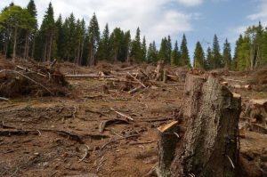 AVERTISMENT! INTERESELE PERSONALE SI DE GRUP SUNT CAUZA DEGRADARII SI DISTRUGERII PADURILOR Stiri agricole