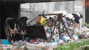 DACA NU SUNT URSI "GUNOIERI", VIN VACILE DE ORAS SA SE HRANEASCA DIN TOMBEROANE Stiri agricole