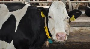 ACVBR SIM - MESAJ IMPORTANT PENTRU FERMIERII DIN ZOOTEHNIE Evenimente
