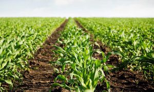 Agricultorii europeni critica proiectul Green Deal. „Vor provoca pierderi enorme de productie” Comunicate