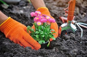 RECOMANDAREA SPECIALISTULUI - LUCRARI DE PRIMAVARA APLICATE IN FLORICULTURA Realitatea Rurala