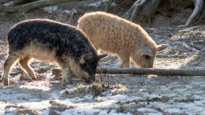MOLDOVENII AU TRECUT LA CONSERVAREA GENETICA A SOIURILOR SI RASELOR NEGLIJATE Evenimente