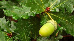 FARMACIA VERDE - STEJARUL OCUPA UN LOC IMPORTANT IN LEACURILE OFERITE DE NATURA Cercetare