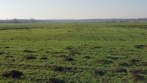 INFORMARE SI RECOMANDARI PRIVIND STAREA DE VEGETATIE A CULTURILOR AGRICOLE Recomandari