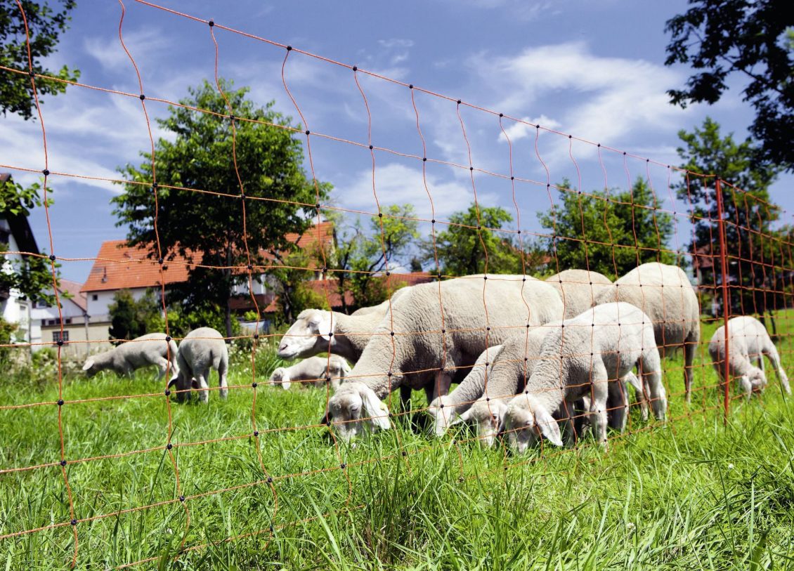 GARDURILE ELECTRICE - IMPORTANTA SI ROLUL LOR IN FERME SI TERENURI PRIVATE 2 GARDURILE ELECTRICE - IMPORTANTA SI ROLUL LOR IN FERME SI TERENURI PRIVATE GARDURILE ELECTRICE - IMPORTANTA SI ROLUL LOR IN FERME SI TERENURI PRIVATE Tehnologii si utilaje