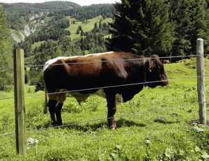GARDURILE ELECTRICE - IMPORTANTA SI ROLUL LOR IN FERME SI TERENURI PRIVATE Evenimente