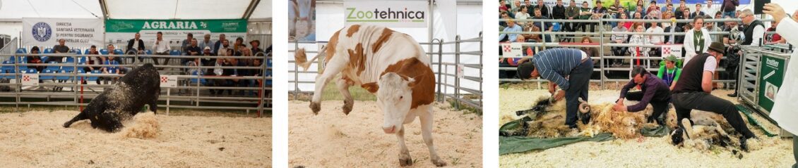 AGRARIA 2019 - EDITIE ANIVERSARA LA 25 DE ANI DE SUSTINERE CU SUCCES A AGRICULTURII ROMANESTI 5 AGRARIA 2019 - EDITIE ANIVERSARA LA 25 DE ANI DE SUSTINERE CU SUCCES A AGRICULTURII ROMANESTI AGRARIA 2019 - EDITIE ANIVERSARA LA 25 DE ANI DE SUSTINERE CU SUCCES A AGRICULTURII ROMANESTI Evenimente