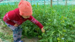LA CONTESTI, JUD. TELEORMAN, CULTURILE DIN SOLARUL UNUI OM HARNIC SUNT PE MASURA Afaceri