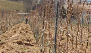 RECOMANDAREA SPECIALISTULUI - LUCRARI DE INTRETINERE APLICATE IN PRIMUL AN DE LA PLANTARE Evenimente