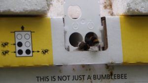 RETETA DE SUCCES - IN SERELE UNUI BUZOIAN LEGUMELE BIO SUNT INGRIJITE DE INSECTE Afaceri
