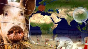CEL MAI MARE PRODUCATOR MONDIAL DE CARNE DE PORC, INGENUNCHIAT DE PESTA PORCINA AFRICANA Afaceri