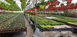 horticultură