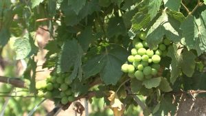 VITICULTURA ECOLOGICA MECANIZATA, CU EFORT SI COSTURI MULT MAI REDUSE DECAT CEA MANUALA Stiri agricole