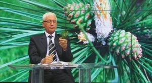 FARMACIA VERDE - PINUL, COPACUL MIRACULOS CARE NE AJUTA IN MULTE AFECTIUNI Alimentatie-retete
