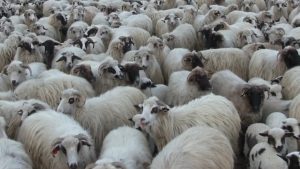 FORTE DE INTERVENTIE MOBILIZATE PENTRU EVACUAREA OILOR DIN CALEA APELOR REVARSATE Alimentatie-retete