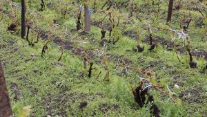 SOI RENUMIT DE STRUGURI SI POMI FRUCTIFERI DISTRUSI APROAPE IN TOTALITATE DE VIJELIE Alimentatie-retete