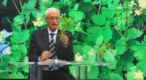 FARMACIA VERDE - PLANTA MIRACULOASA CARE NE REDA VEDEREA SI NE SCAPA DE NEGI Evenimente