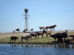 BOVINE SI CABALINE SACRIFICATE DIN CAUZA BOLILOR SI A LIPSEI MEDICILOR VETERINARI Evenimente