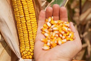 GAMA DE HIBRIZI BC, PRIN RODBUN: PORUMB ULTRA-REZISTENT LA SECETA Alimentatie-retete
