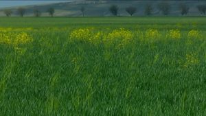 CE SPUNE UN FERMIER CARE CULTIVA GRAU BIO DESPRE DIFICULTATI SI AVANTAJE Viata la tara