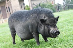 CONFORM ESTIMARILOR VIRUSUL PPA SE RASPANDESTE. INCA 1,2 MILIOANE DE PORCI SACRIFICATI Subventii