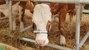 Nemultumirea crescatorilor de vaci de lapte. Un pret ..."de nimic" la poarta fermei Agricultura europeană