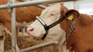 cine fură azi un ou - petitie micii crescatori de bovine
