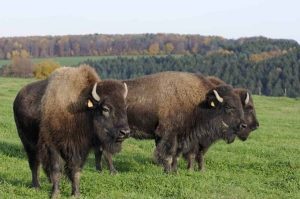 PIATA DIN ROMANIA SUPRASATURATA DE OI SI VACI – SOLUTIA VINE DIN VRANCEA Afaceri