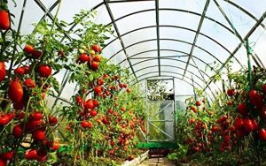 AFACEREA CARE ASIGURA O RECOLTA BOGATA Afaceri