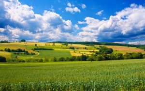 APIA A STABILIT SUMELE DE PLATA PE DIFERITE CULTURI PENTRU SPRIJINUL CUPLAT IN SECTORUL VEGETAL Afaceri