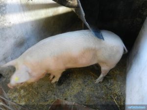 INFERTILITATEA SEZONIERA A SCROAFELOR COMBATUTA CU FEROMONI DE MISTRETI Stiri agricole