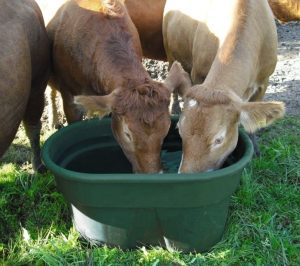 Disperare printre crescătorii de animale: zeci de mii de oi și vaci în pericol să moară de sete! De actualitate animale