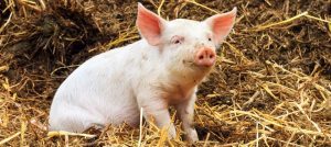 CONFERINTA LA NIVEL INALT CU PRIVIRE LA BOLILE TRANSFRONTALIERE LA ANIMALE A LUAT SFARSIT Legislatie