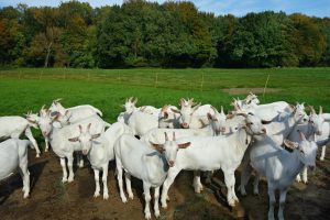 EXPORTURI ALE ROMANEI DE APROXIMATIV 1.1 MILIOANE DE ANIMALE VII Stiri agricole