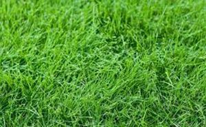 FARMACIA VERDE - IARBA DE GRAU UN DAR DE LA NATURA Stiri agricole