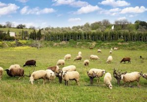 LEGEA EXPORTULUI ANIMALELOR DIN FERMELE ROMANESTI SE SCHIMBA Legislatie