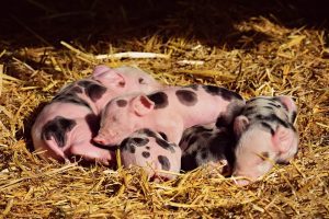 CEREREA SI PRETUL CARNII DE PORC ESTE IN CONTINUA CRESTERE IN MULTE TARI EUROPENE Recomandari